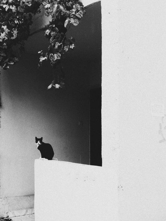 a black cat sits on the corner of an enclosure