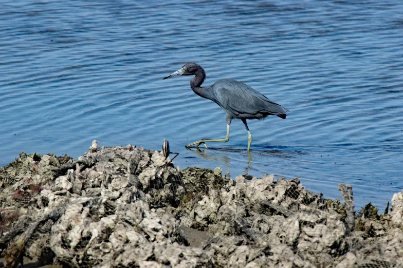 a bird is walking on the water in the day