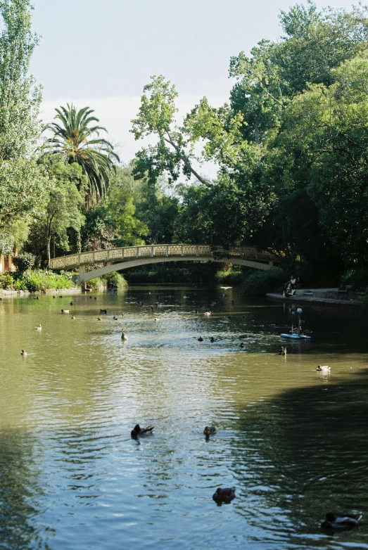 a large pond with many ducks swimming in it