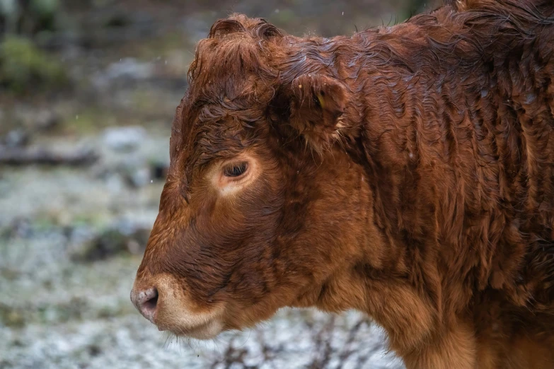 a brown cow is standing in the snow