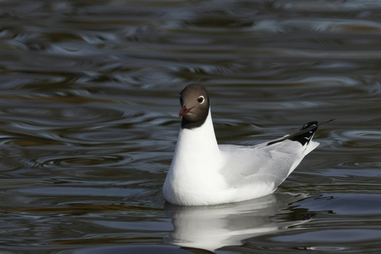 a duck that is floating in the water