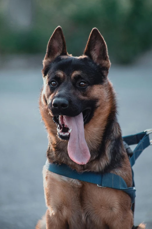 a german shepard sitting on a leash with its tongue out