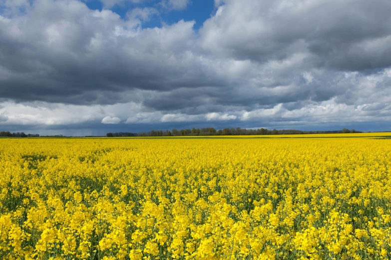 a vast open field covered in yellow flowers and clouds