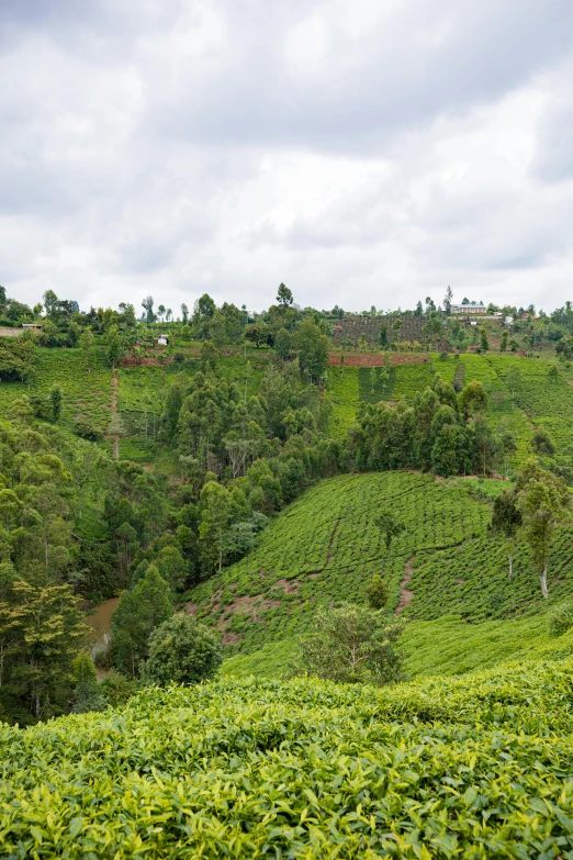 the tea bushes are lush green with a view