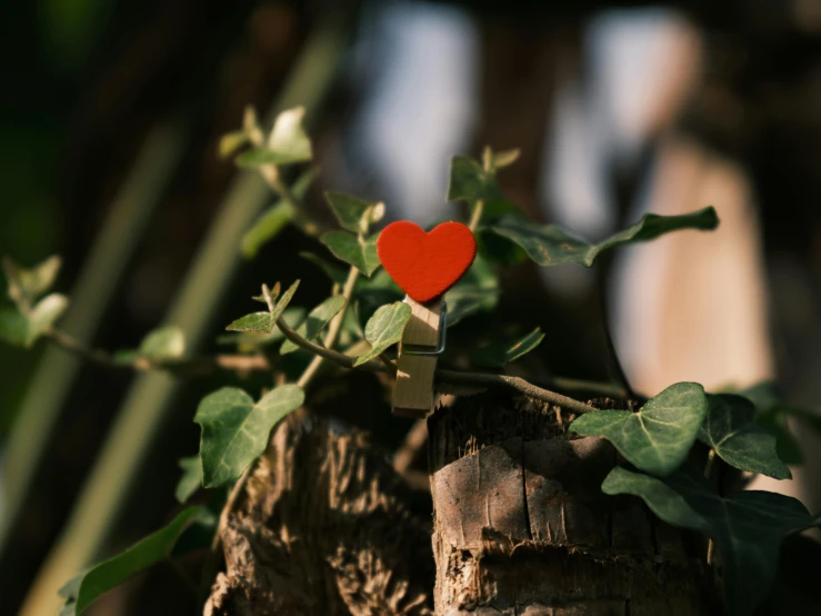a small red heart is placed on the plant