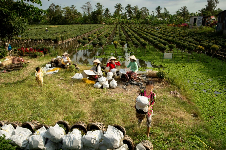 a group of people working in the field together