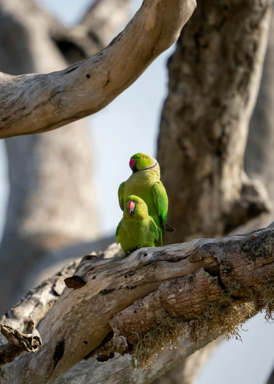 a green parrot is sitting on a tree limb