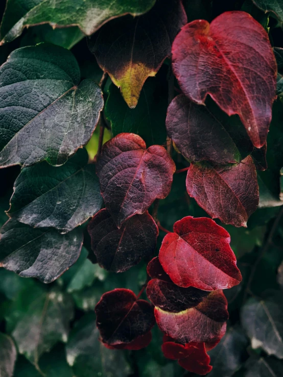 the leaves and buds of a small tree