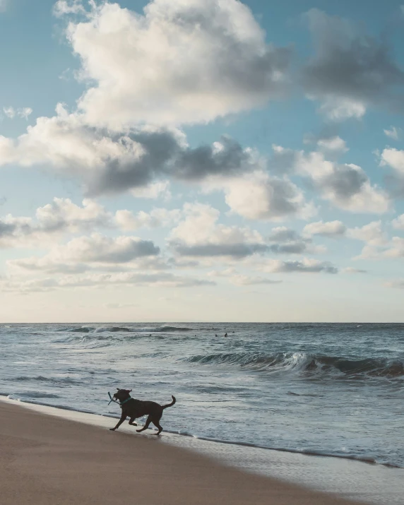 a dog running on the beach with cloudy sky