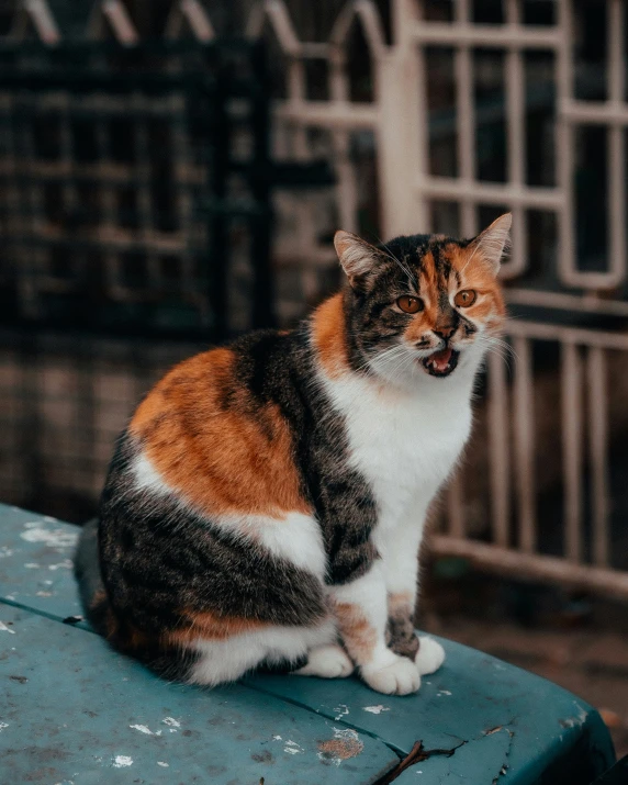 a colorful cat sitting on top of a green surface