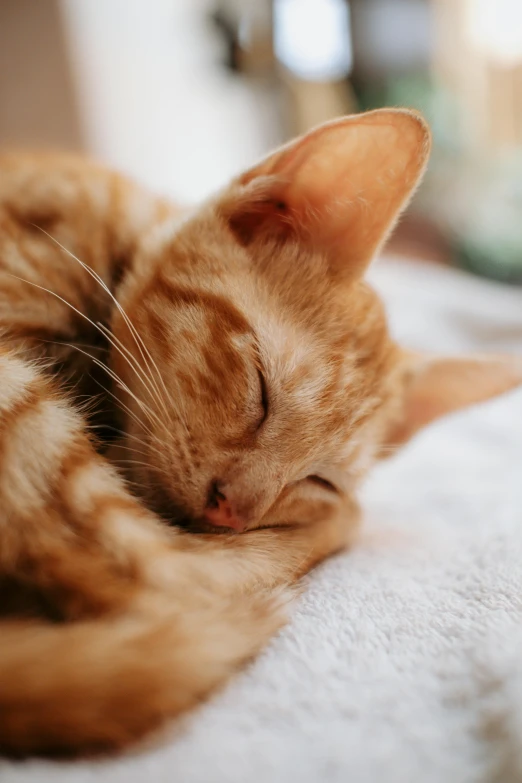 the cat is laying down on the white towel