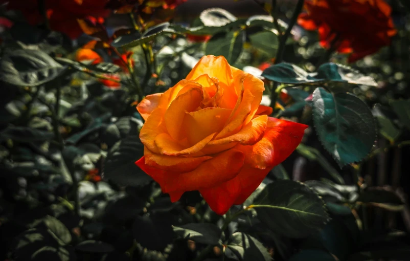 a yellow rose in a garden setting