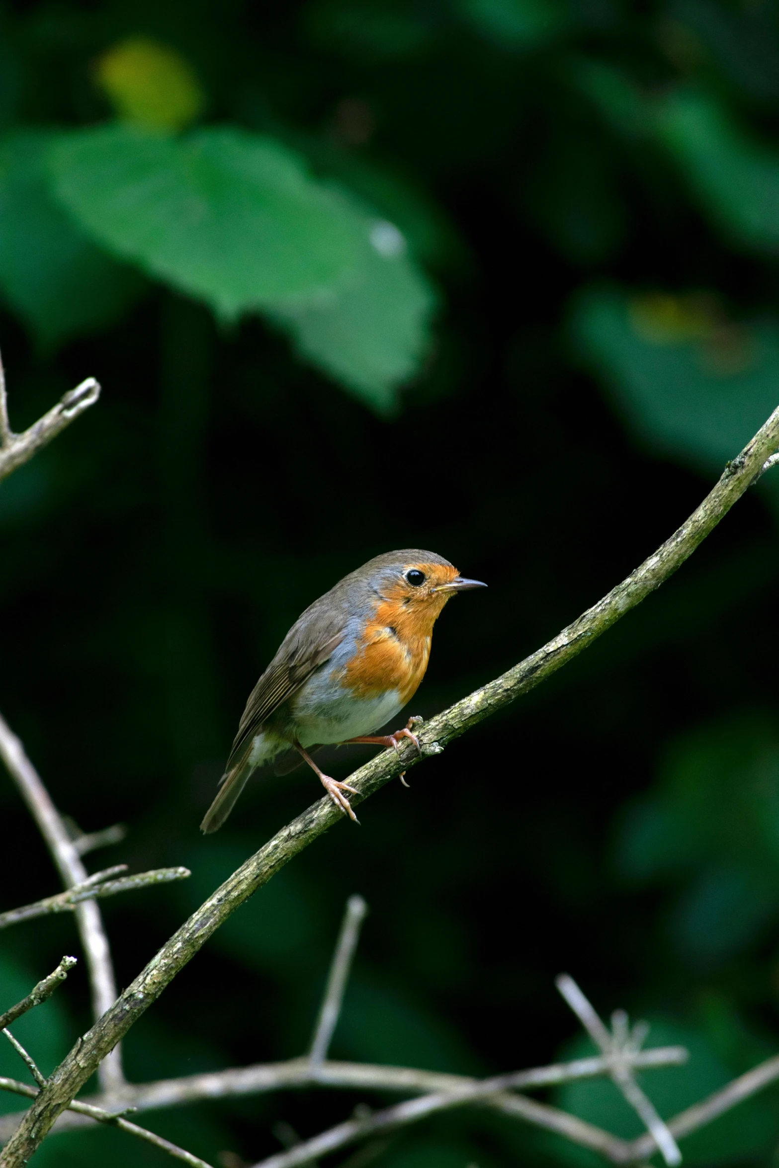 small bird sitting on a small thin nch