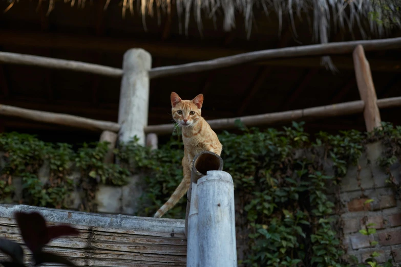 a cat sitting on top of a wooden fence