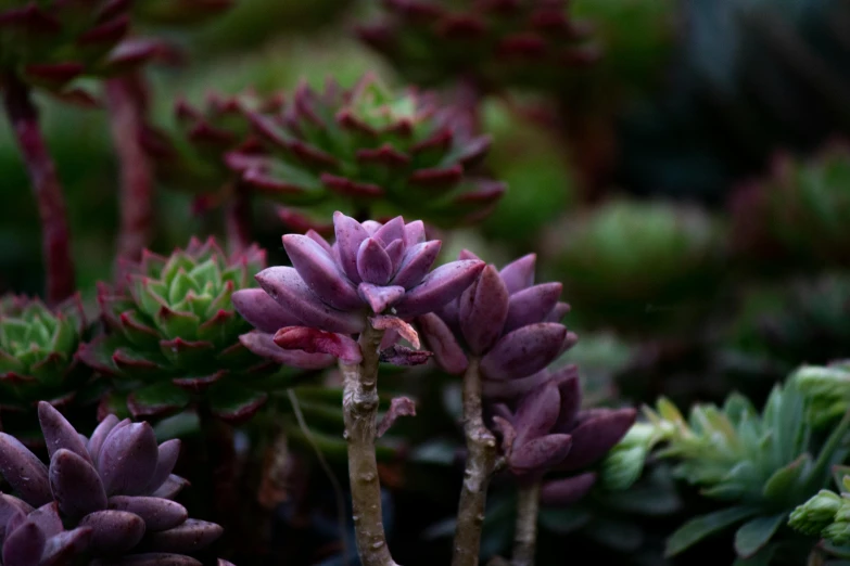 close up of plants are arranged in a garden