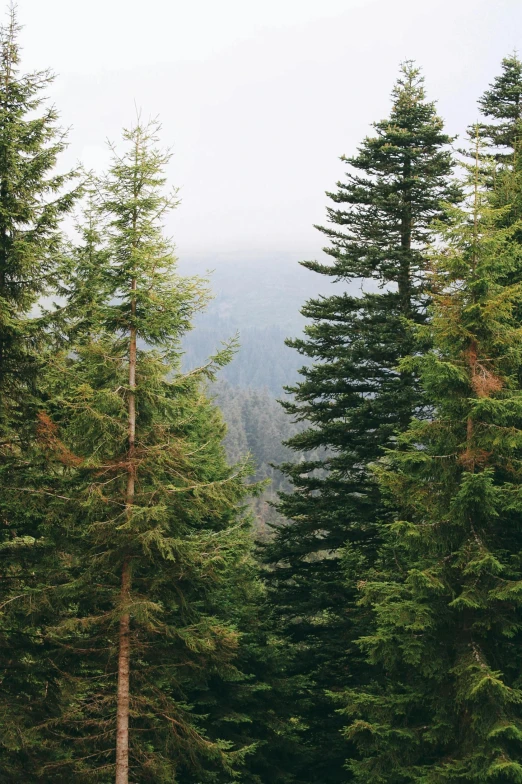 a line of tall trees with some snow in them