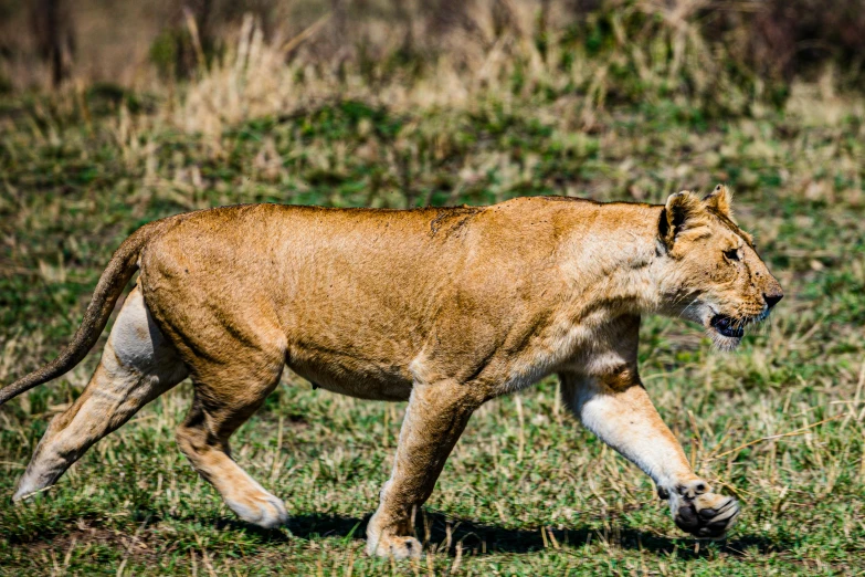 there is a male lion walking on the grass