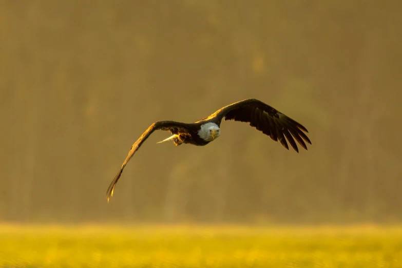 a large bird that is flying above some grass