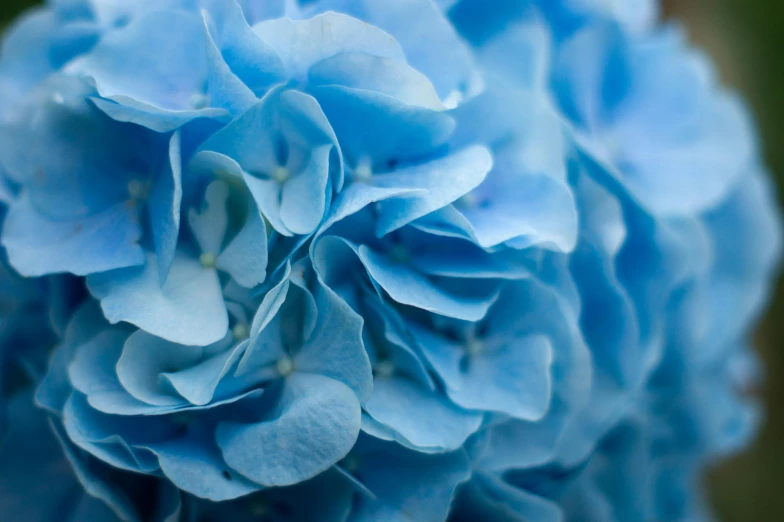 closeup of an open blue flower with buds in the center