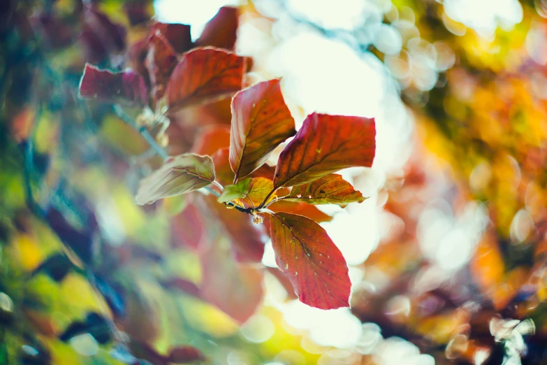 a tree with orange leaves in the sunshine