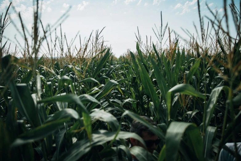 a very wide angle view of green grass on the ground