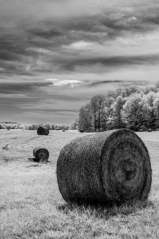 black and white pograph of hay bales in a field