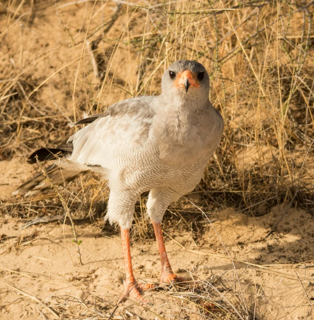 a grey bird with a red beak stands in the sand