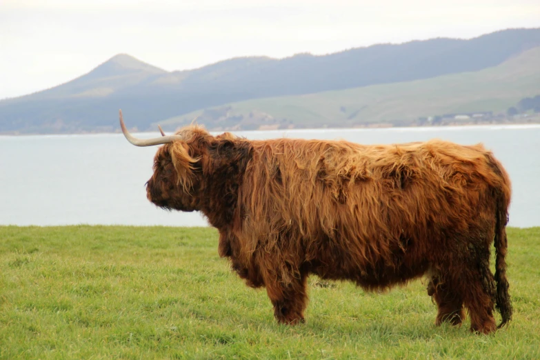 an image of a steer standing in a field