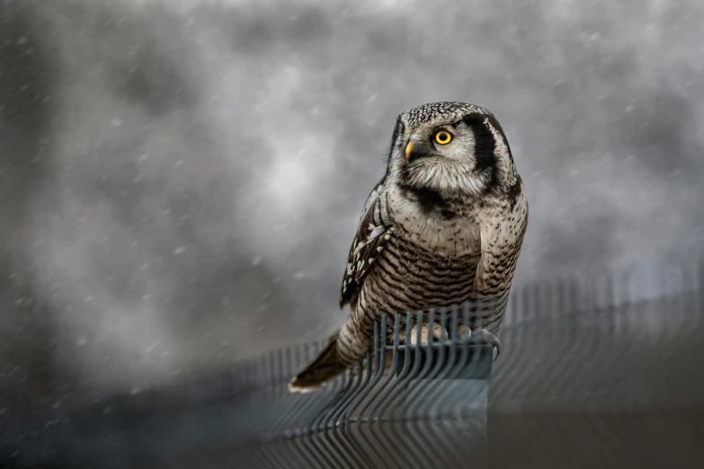 an owl sits on top of a fence as the fog moves in