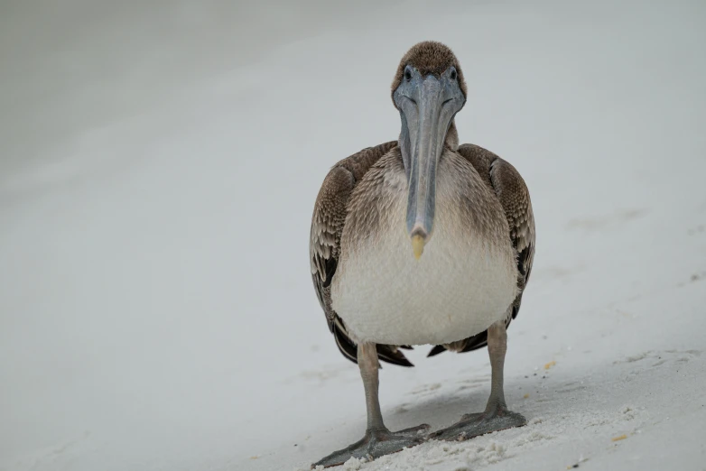 a duck standing on a snowy surface with his eyes closed