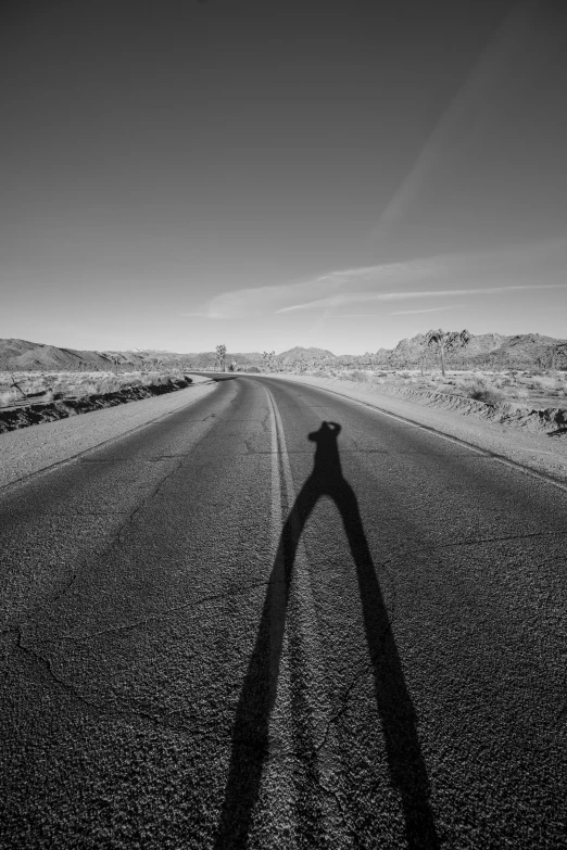 a lone dog standing alone on an empty highway