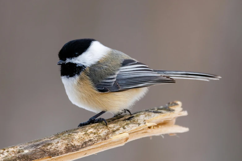 the bird is perched on the nch of a plant