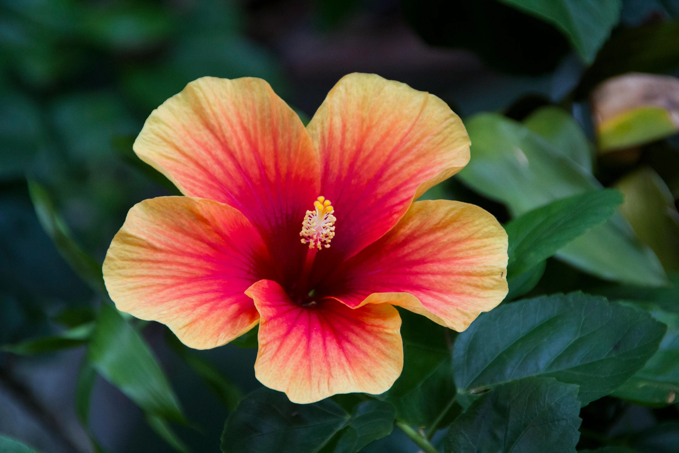 red and yellow flower with green leaves