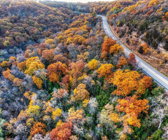 a winding road surrounded by a forest