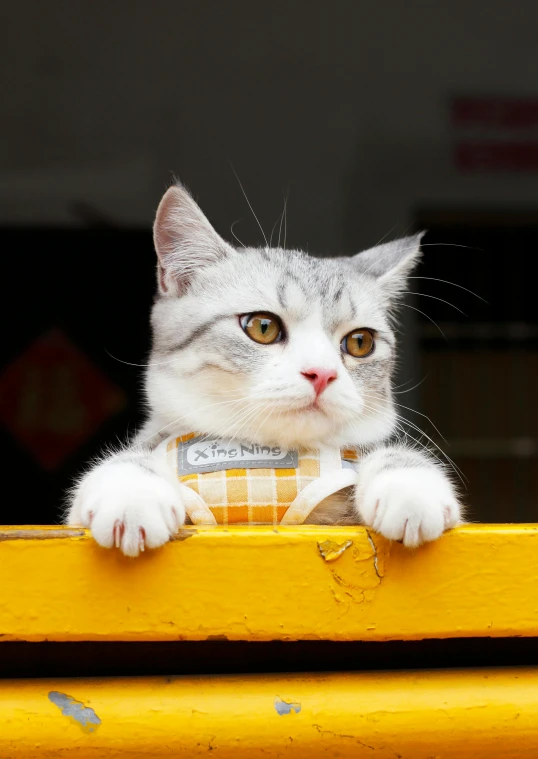 a gray cat looks out from behind the bars of a yellow bench