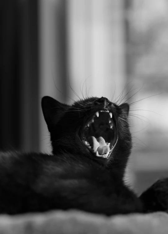 a cat laying down with its mouth open