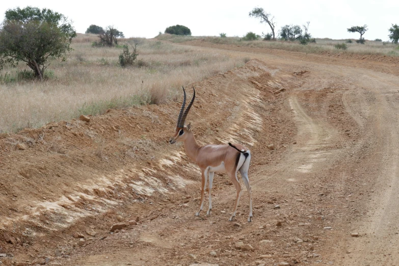 an animal standing in the middle of a dirt road