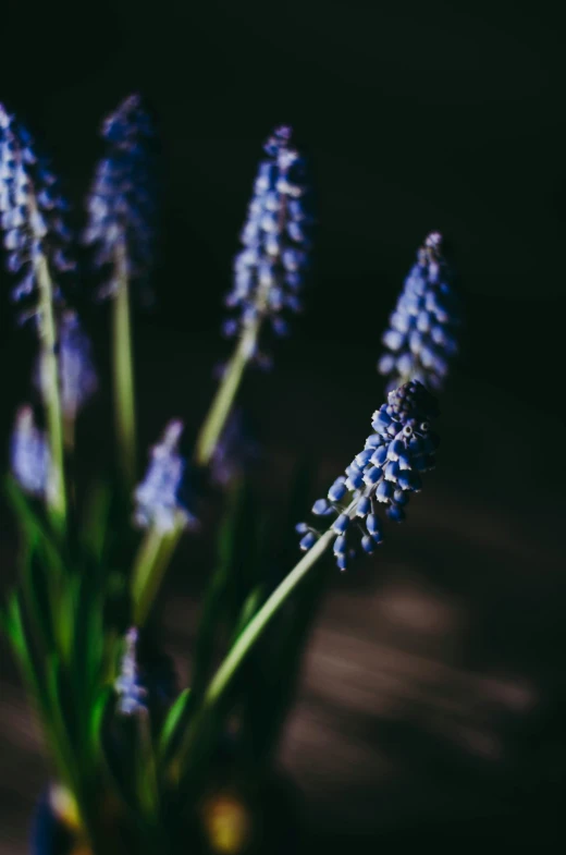 an upclose picture of purple flowers in a blue vase