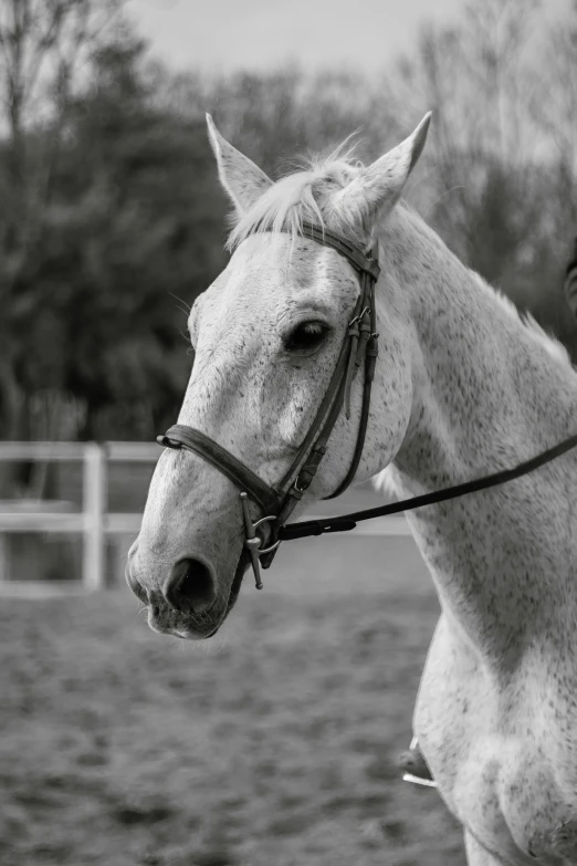 black and white pograph of a horse in a field