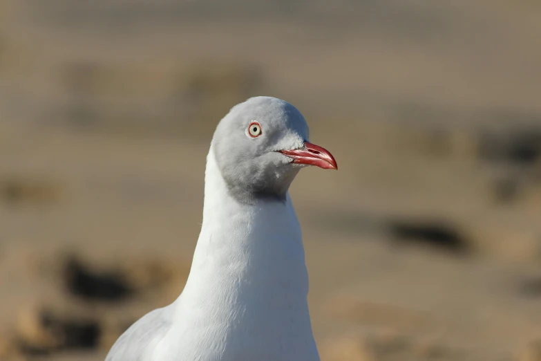 a close up image of a bird on a beach