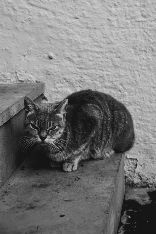 black and white po of a cat resting on steps