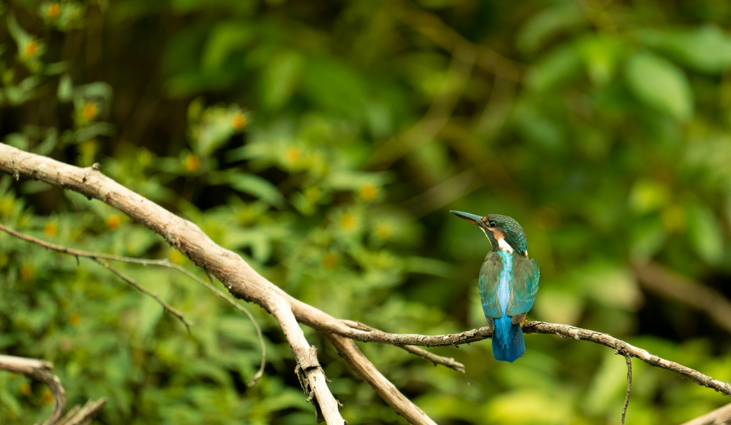 a blue and green bird on nch in jungle