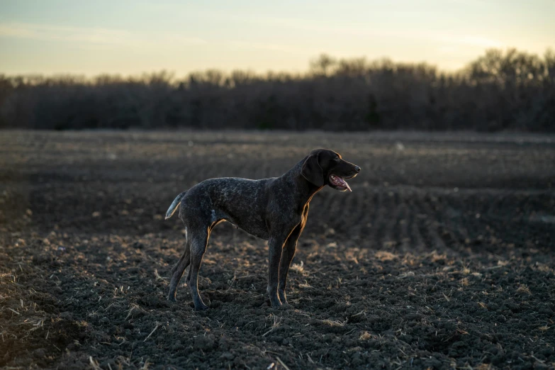 an adorable dog standing in the middle of a field