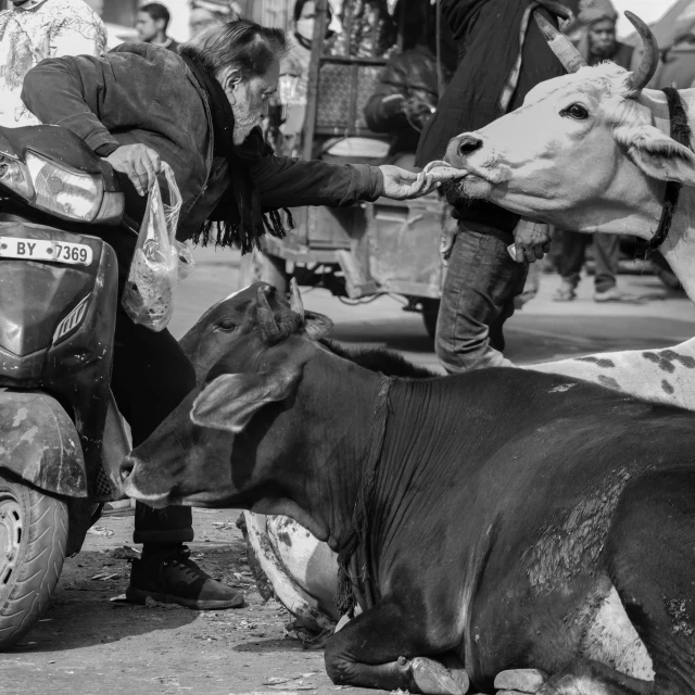 a man is petting a cow on the ground