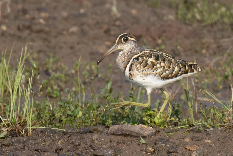 an adult bird stands in the mud and looks to its right