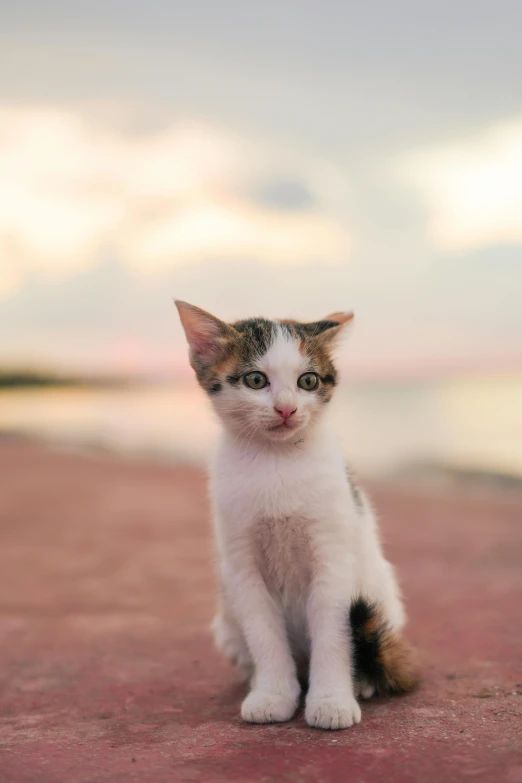 a brown and white kitten sitting on top of a cement floor