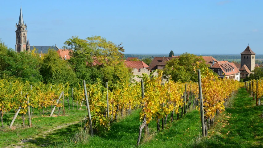 a grassy area with rows of vines growing in front of a church