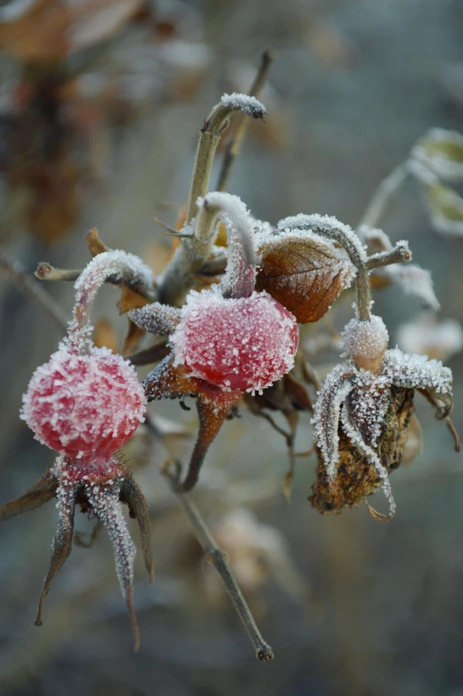 three berry plants with the leaves and flowers covered in frost