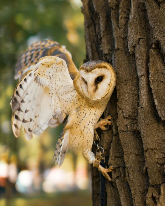 a owl spreads its wings as it is perched on the trunk of a tree