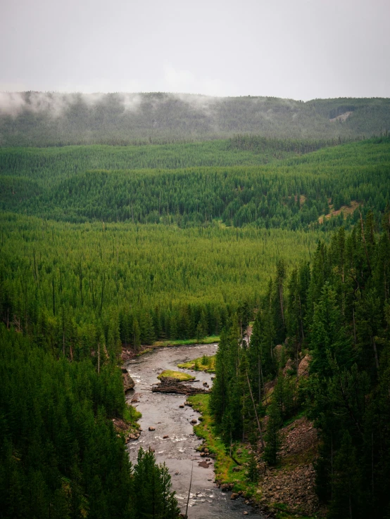 a river flowing through a lush green forest